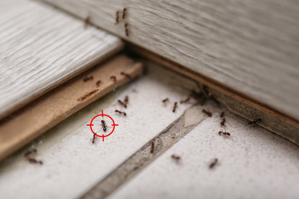 Seis Lagos, TX Pest Control Company