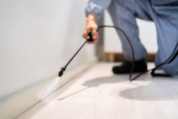 Best Flea Control Services  in Seis Lagos, TX
