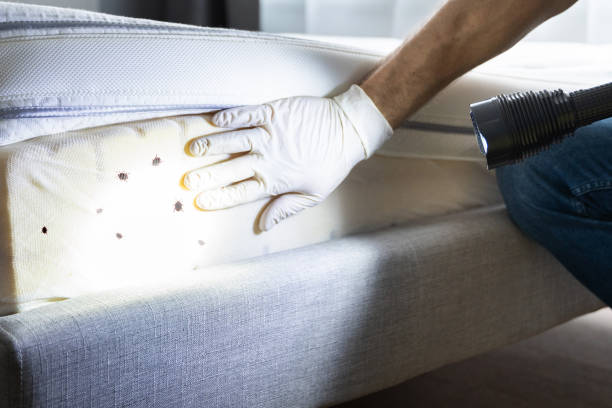 Best Rat Extermination Near Me  in Seis Lagos, TX