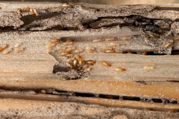 Best Bed Bug Extermination  in Seis Lagos, TX